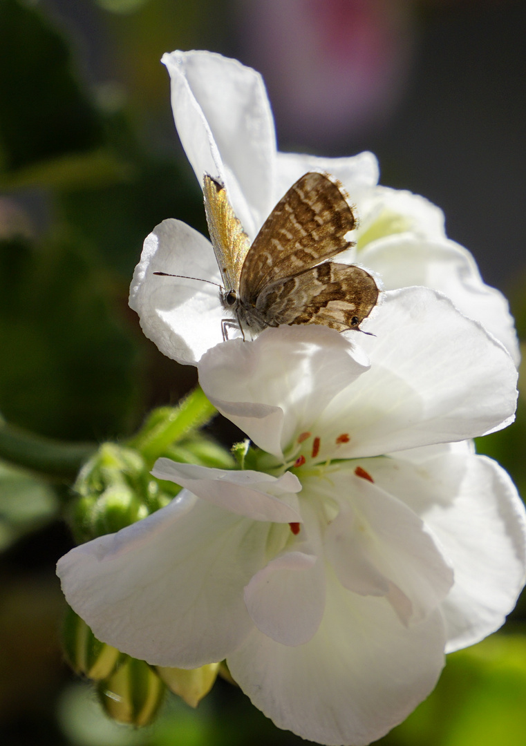 L'ultima farfalla