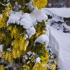 L'ultima neve di primavera