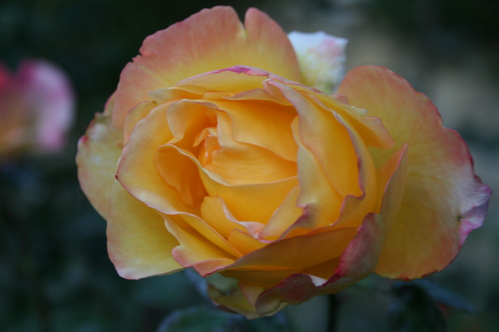 l'ultima rosa del mio giardino