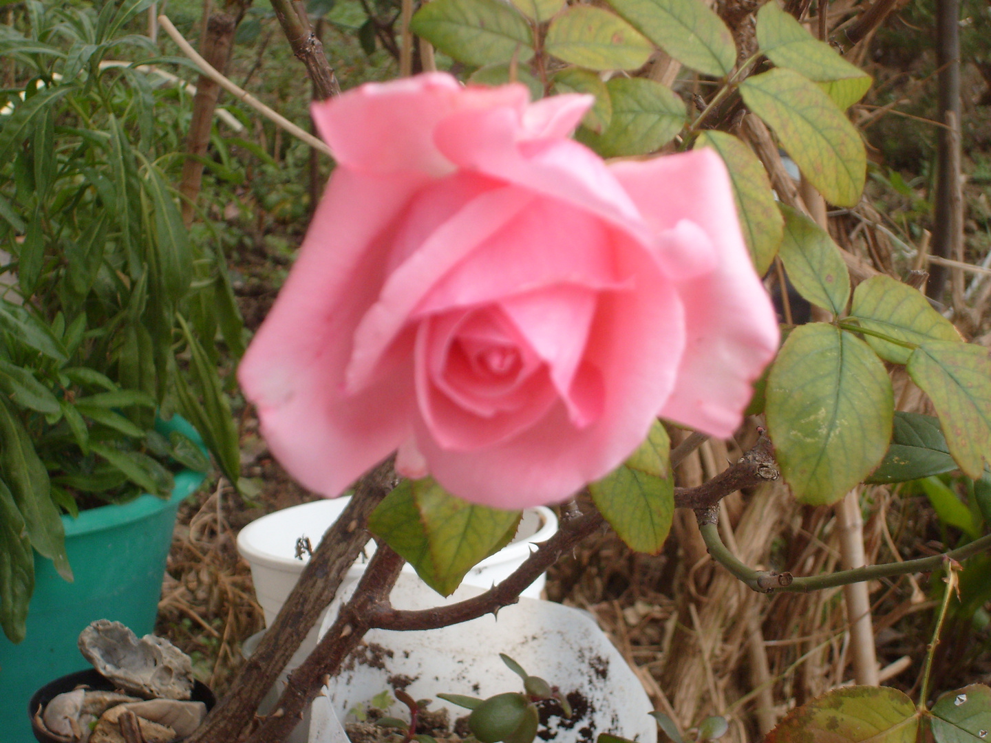 L'ultima rosa del mio giardino
