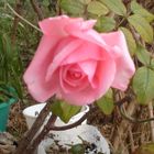 L'ultima rosa del mio giardino