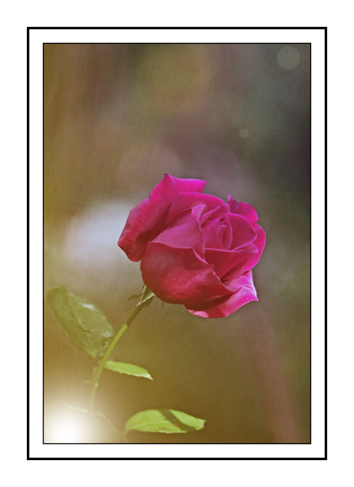 L'ULTIMA ROSA DEL MIO GIARDINO