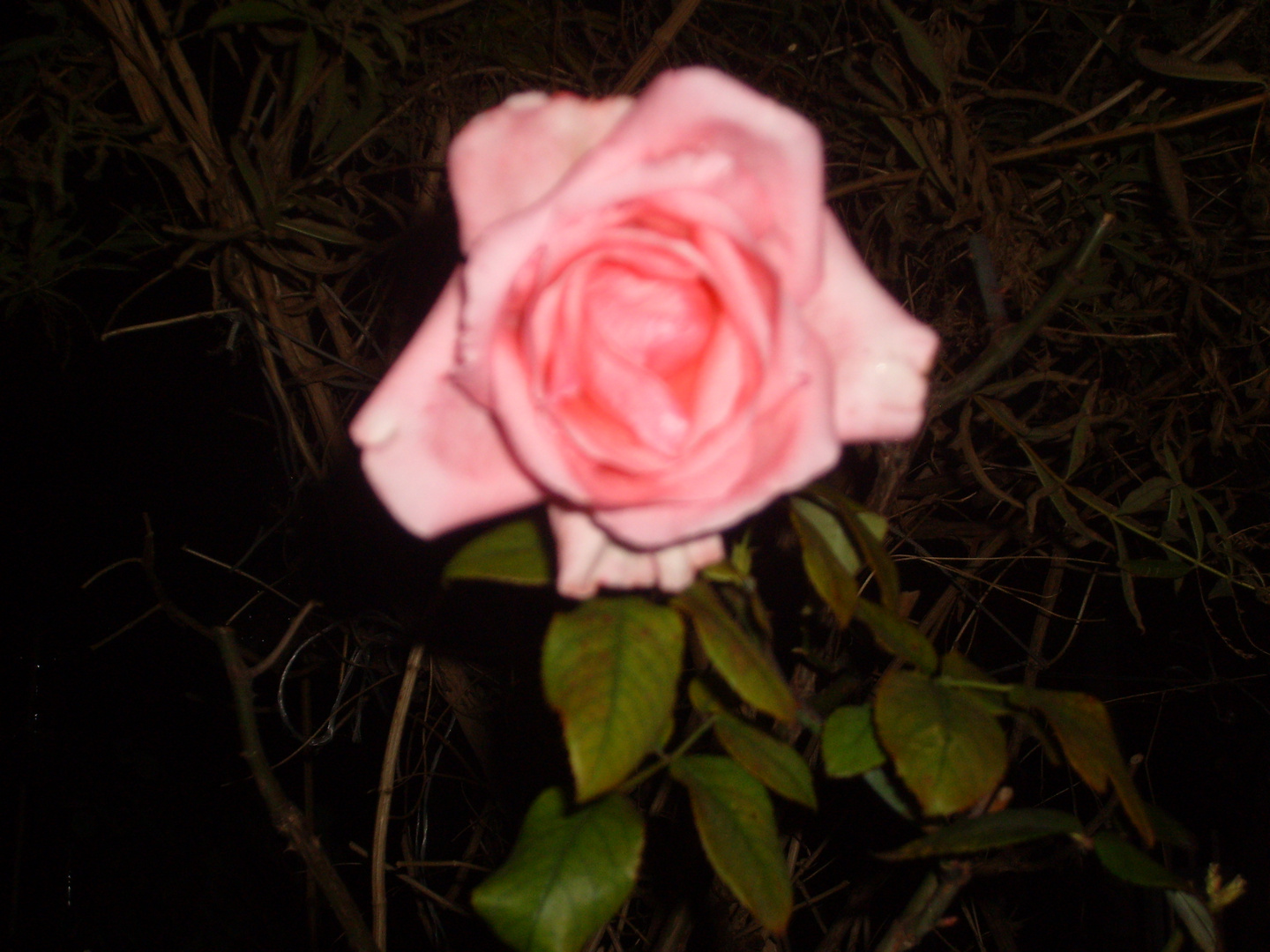 L'ultima rosa del mio giardino..di sera..