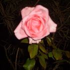 L'ultima rosa del mio giardino..di sera..