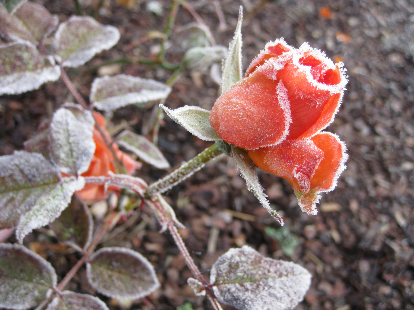 l'ultime "au revoir", ce matin, du rosier de mon jardin