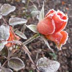 l'ultime "au revoir", ce matin, du rosier de mon jardin