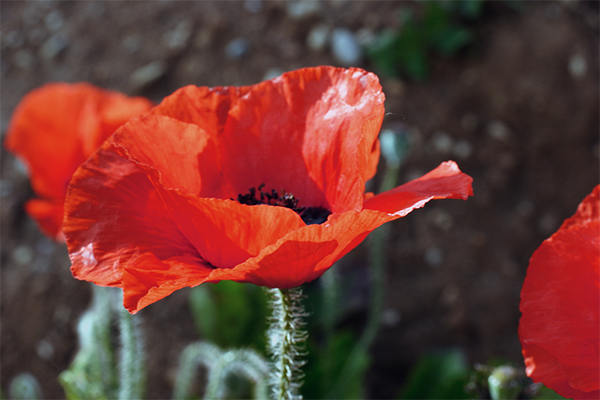 L'ultime rouge