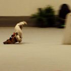 L'ultimo dei samurai - Esposizione canina milano 2014