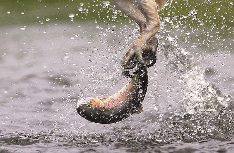 l'ultimo salto