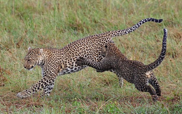 Luluka and Olomunyak