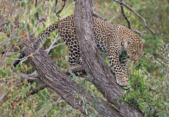 Luluka comes from the tree