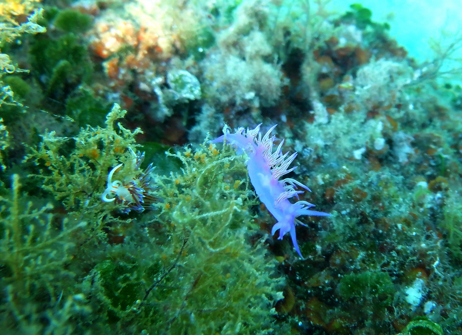 Lumaca pellegrina (Cratena peregrina) e flabellina rosa (Flabellina affinis)