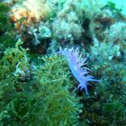 Lumaca pellegrina (Cratena peregrina) e flabellina rosa (Flabellina affinis)