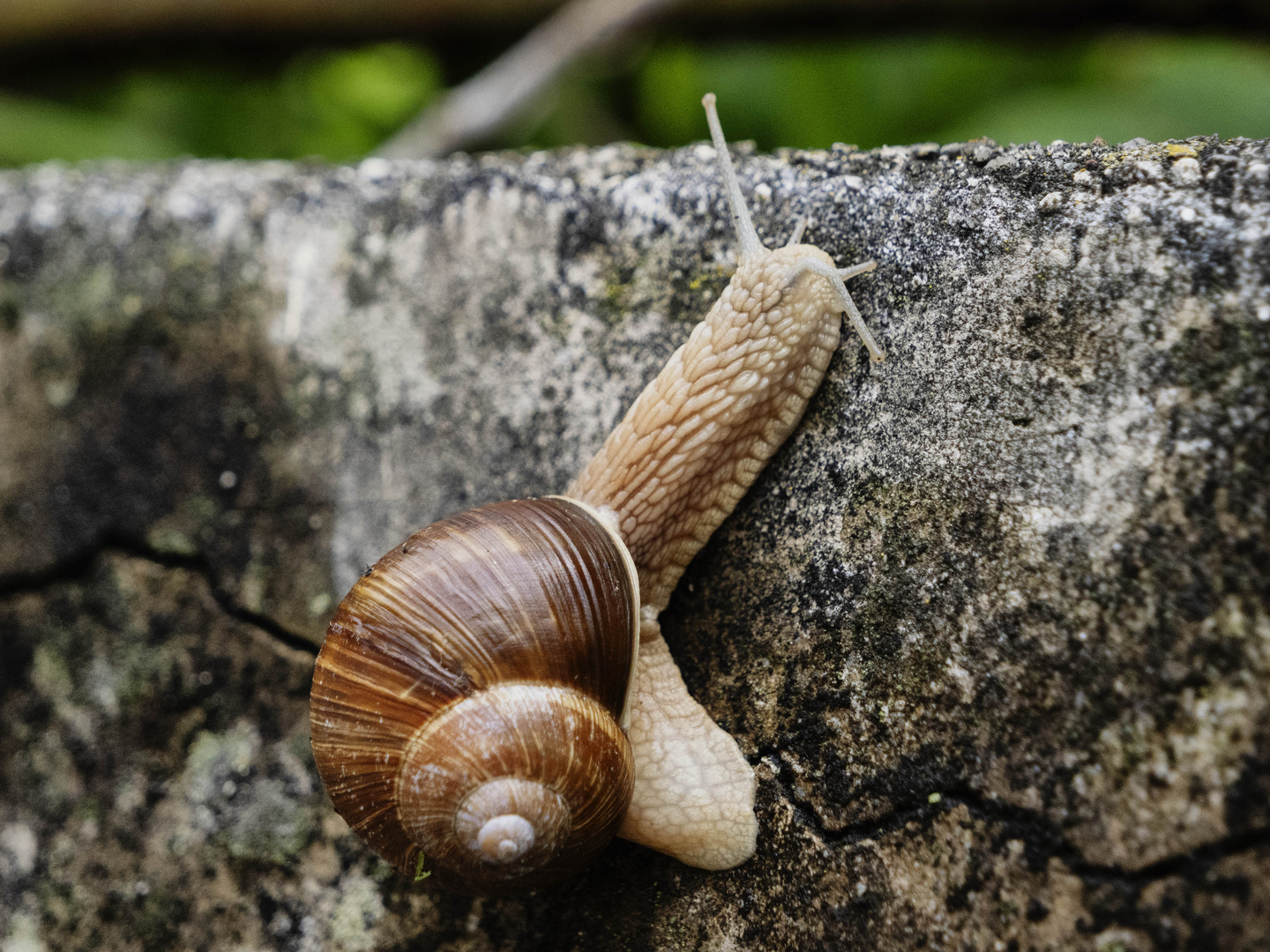 Lumaca sul muro