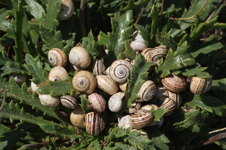 Lumache a grappolo - Sardegna