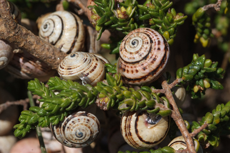 Lumache a grappolo su rami di Timelea - Sardegna