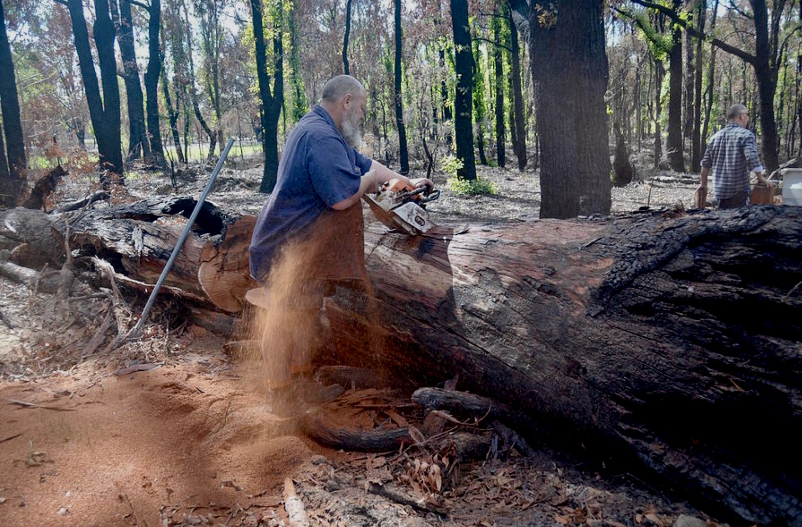 Lumberjack Hamish?