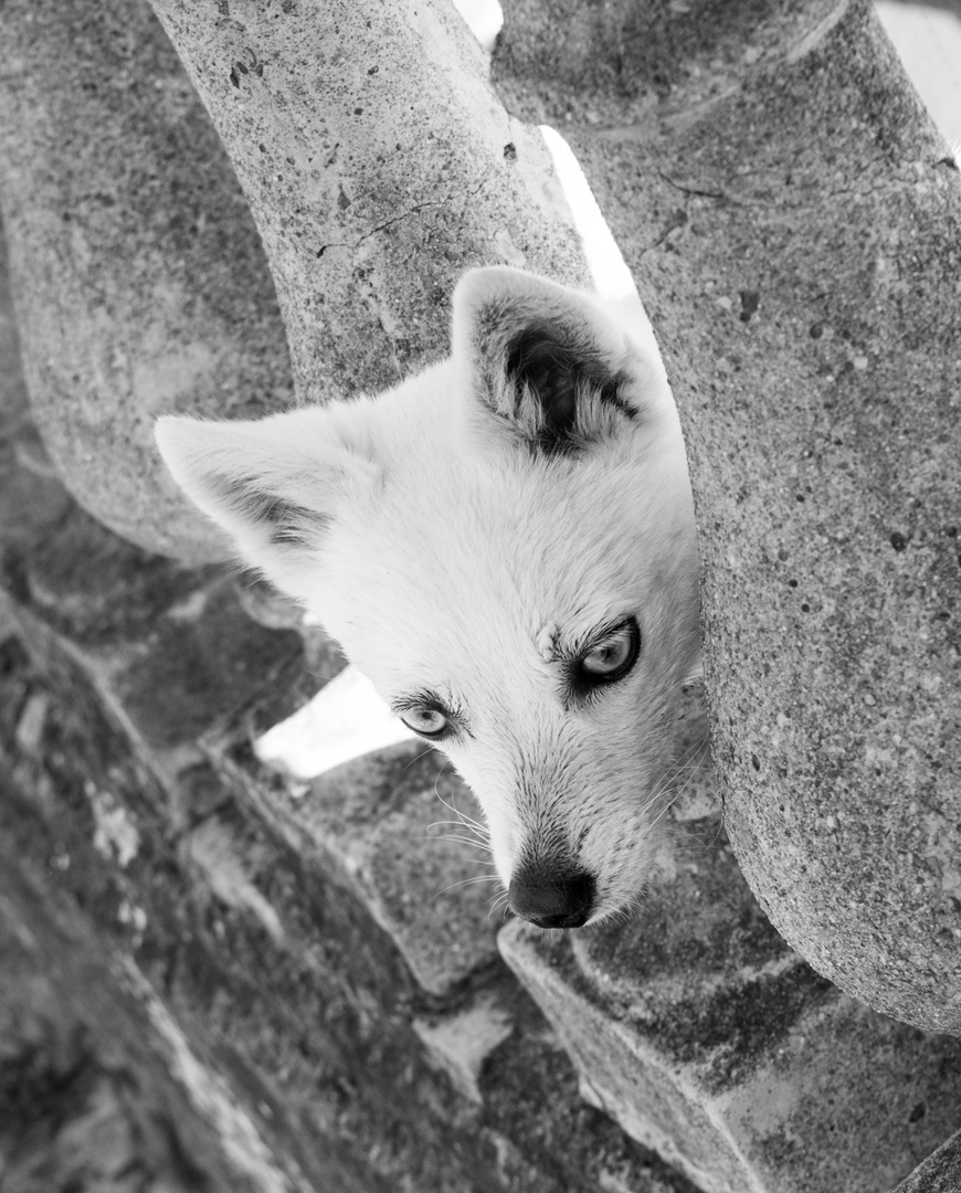     Lumi ein Alaskan Klee Kai 