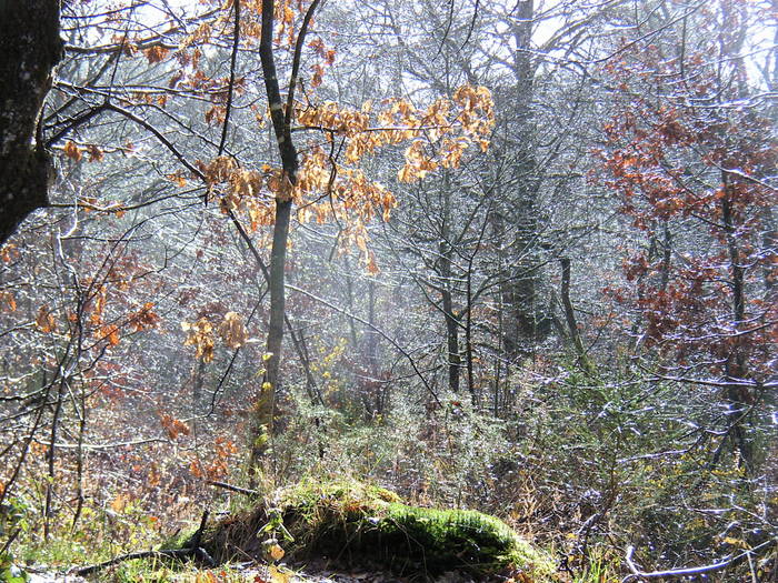 lumière à Brocéliande