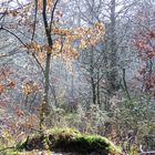 lumière à Brocéliande