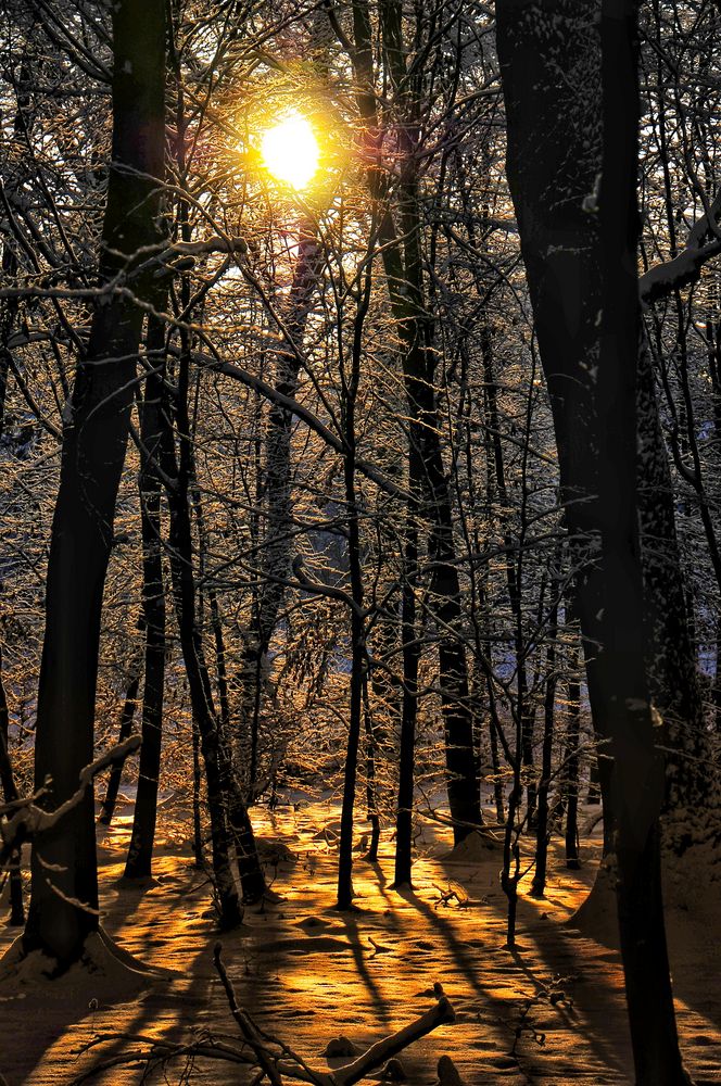 Lumière chaude d'hiver