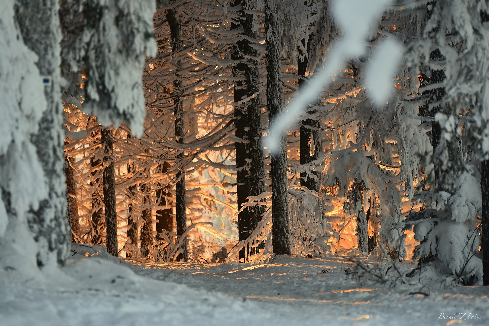 Lumière dans la forêt