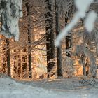 Lumière dans la forêt