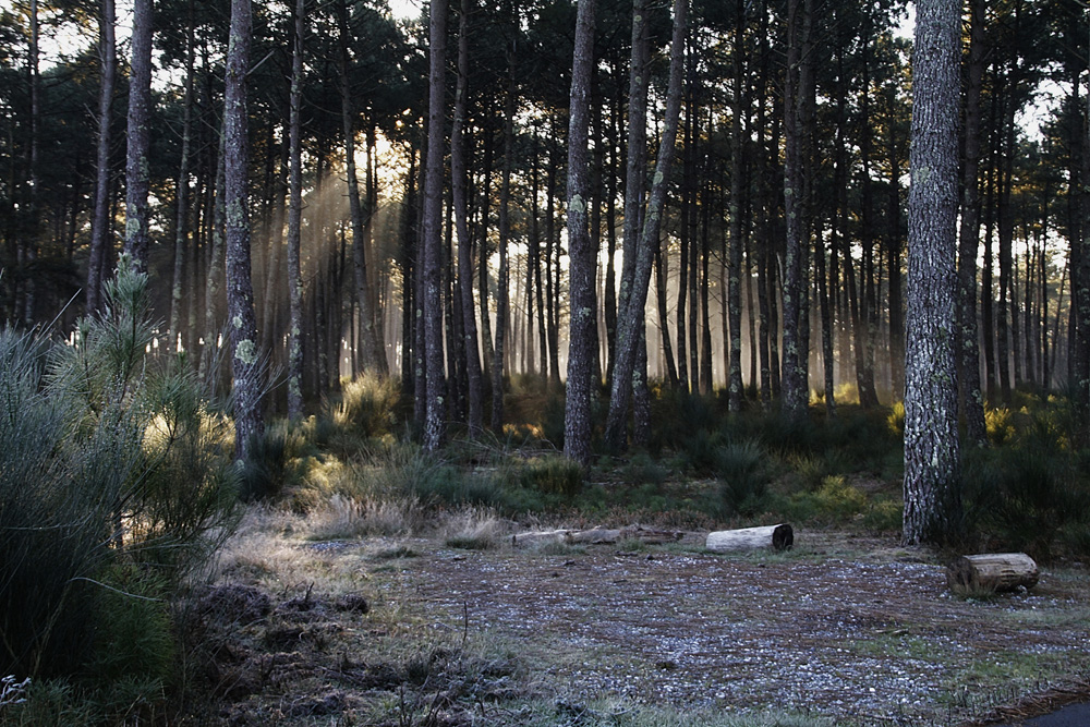 lumière dans la forêt !