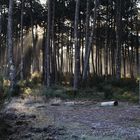 lumière dans la forêt !