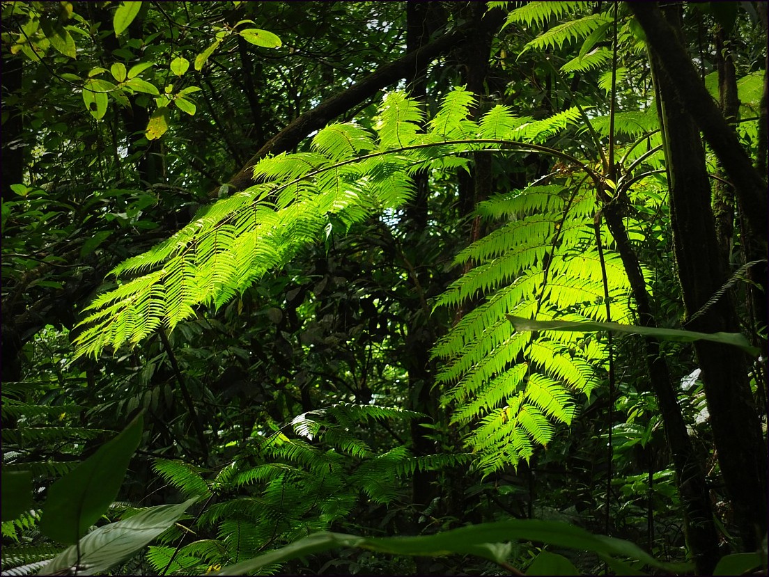 Lumière dans la forêt