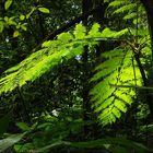 Lumière dans la forêt