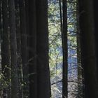 Lumière dans la forêt profonde