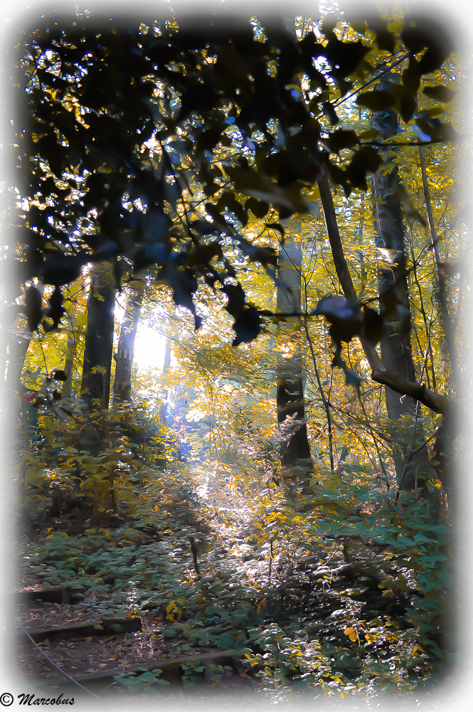 Lumière dans le bois