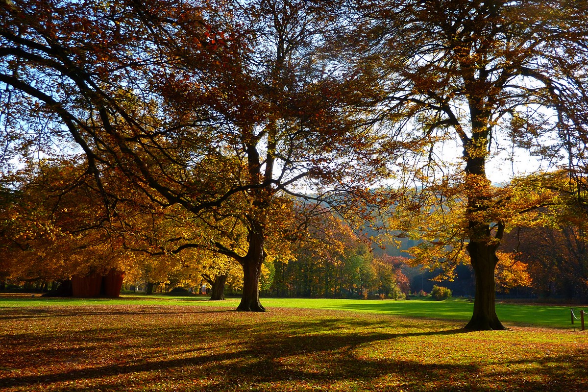 Lumière dans le parc