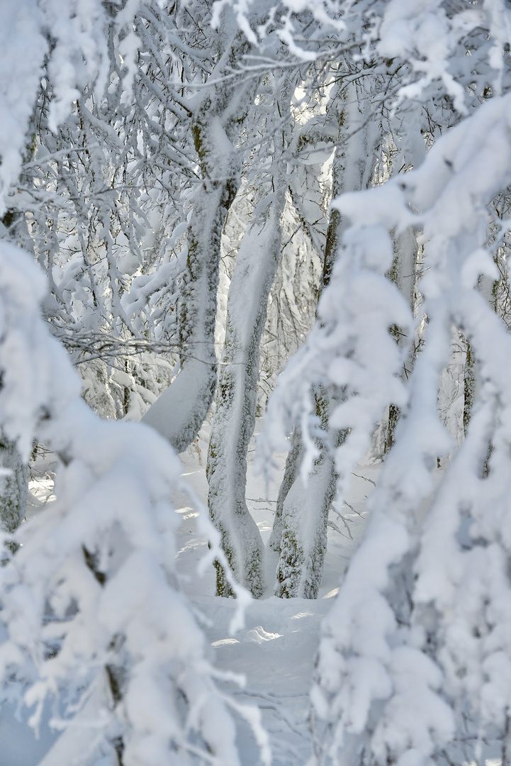 Lumière dans les bois