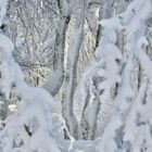 Lumière dans les bois