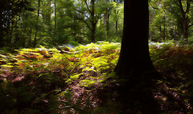 Lumière dans les sous- bois