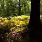 Lumière dans les sous- bois