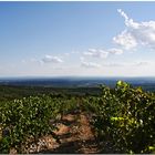 Lumière d'après-midi au-dessus des vignes du Lubéron