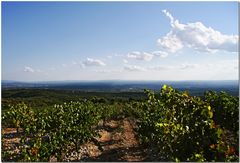 Lumière d'après-midi au-dessus des vignes du Lubéron