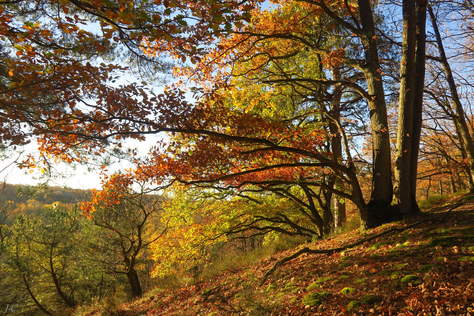 " Lumière d'automne "