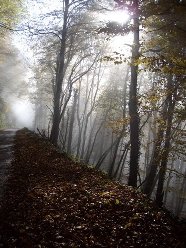 lumière d'automne