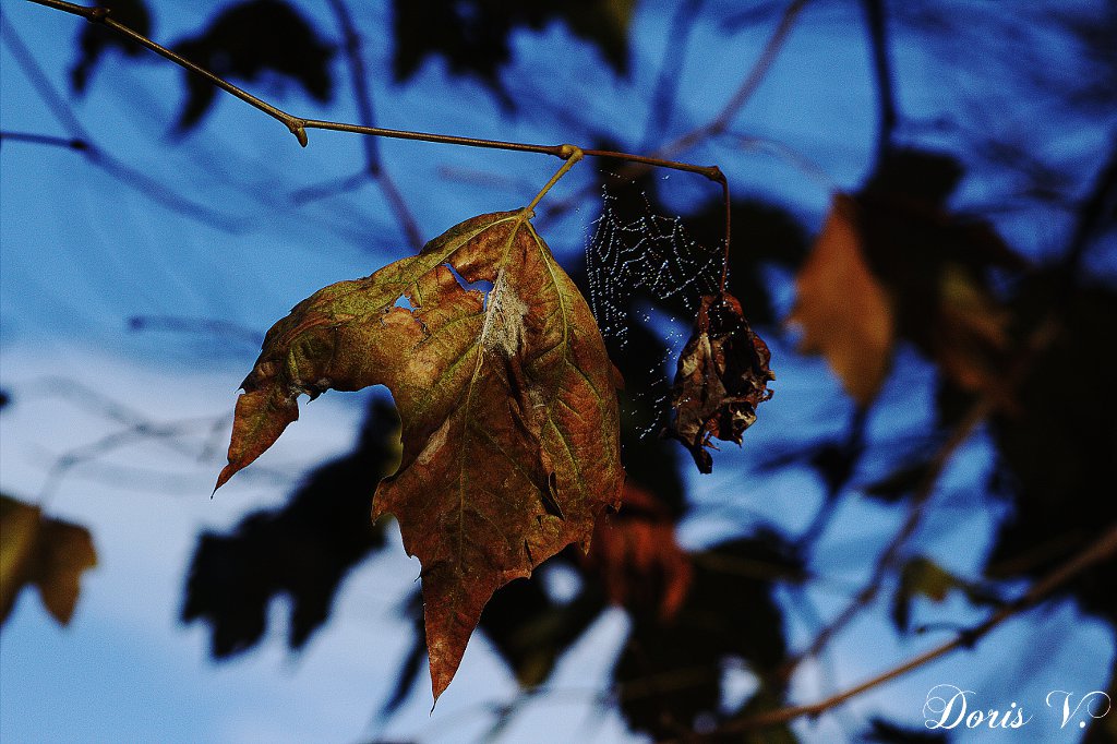 lumière d'automne