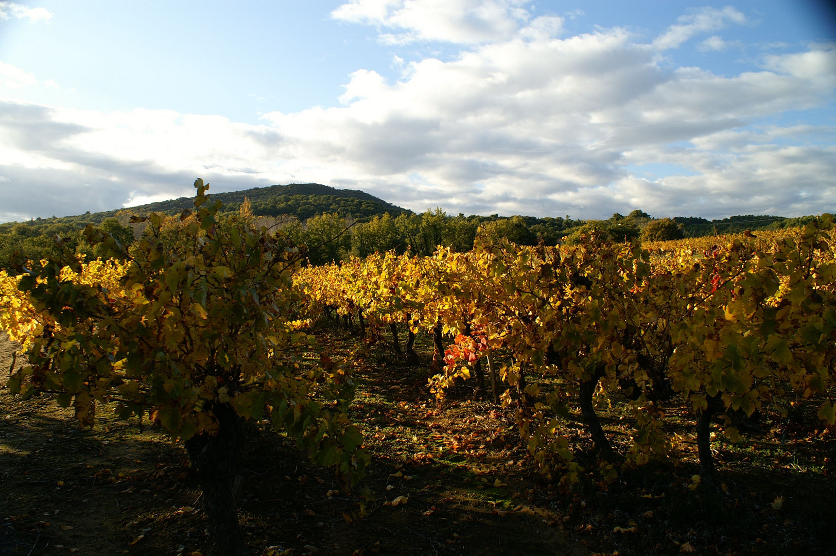 lumière d'automne en Languedoc Roussillon