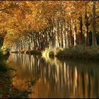 Lumière d'automne sur le canal du midi