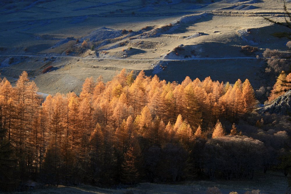 Lumière d'automne sur les mélèzes de Haute Ubaye