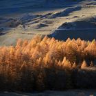 Lumière d'automne sur les mélèzes de Haute Ubaye