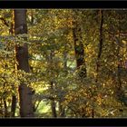 Lumière de Septembre en forêt de Compiegne