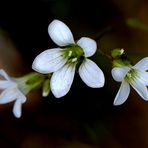 Lumière des sous bois