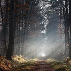 " Lumière d'hiver en forêt "